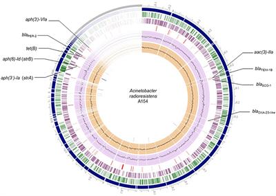 Genetic Features of Antarctic Acinetobacter radioresistens Strain A154 Harboring Multiple Antibiotic-Resistance Genes